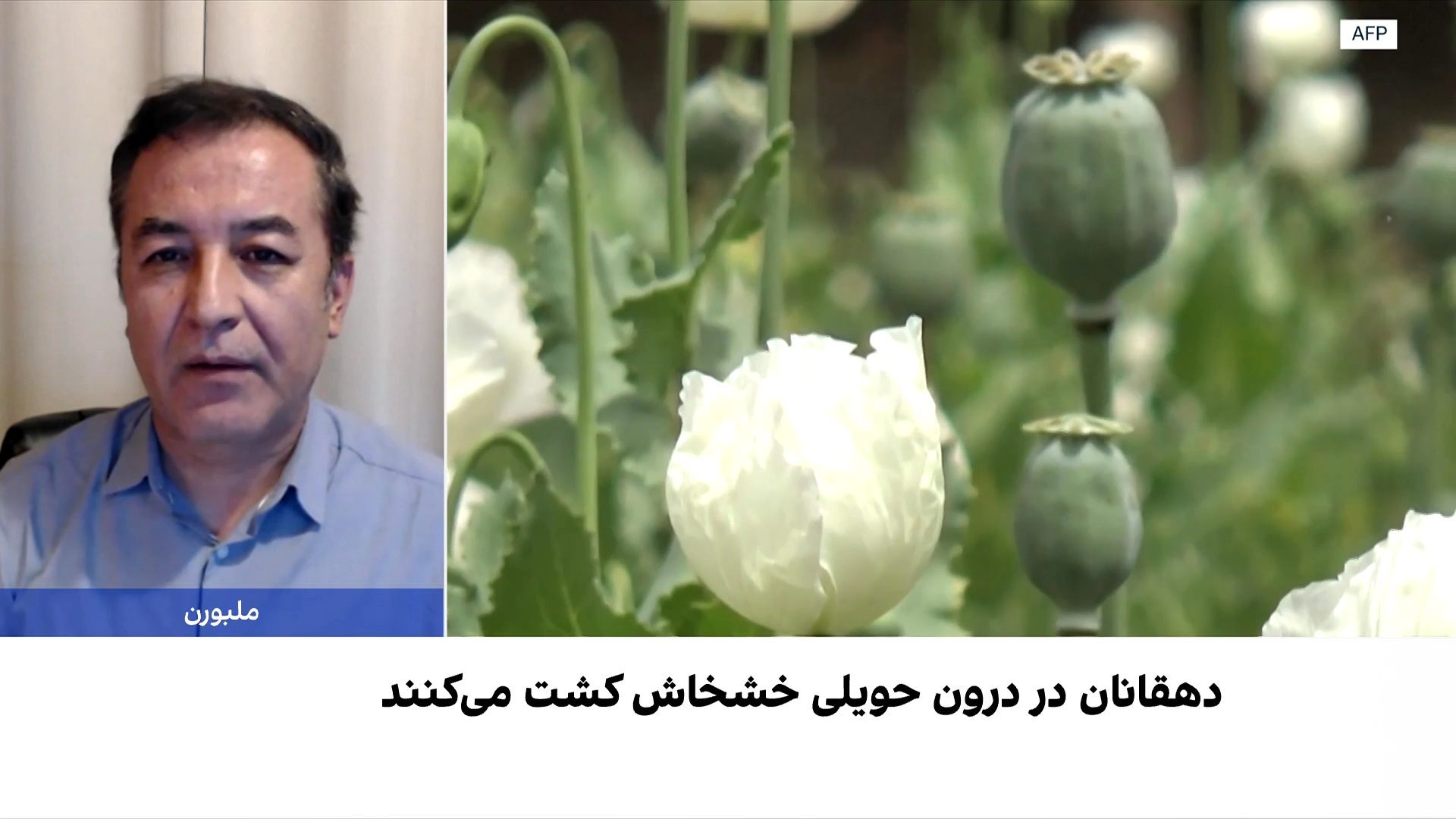 احتمال بازگشت کشت خشخاش در برخی ولایت‌ها