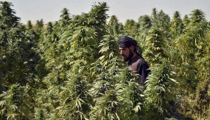 په خېبرپښتونخوا کې د بنګ د کرکېلې د قانوني کولو پر طرحې غور پیل شوی دی