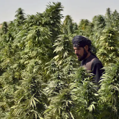 په خېبرپښتونخوا کې د بنګ د کرکېلې د قانوني کولو پر طرحې غور پیل شوی دی