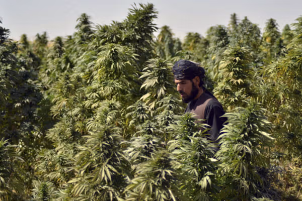 په خېبرپښتونخوا کې د بنګ د کرکېلې د قانوني کولو پر طرحې غور پیل شوی دی