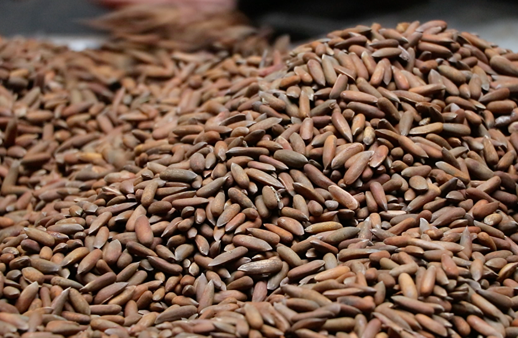 علاقه شدید چین به جلغوزه به رشد کاروبار بازرگانان افغانستان کمک کرده است