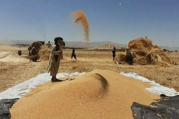 طالبان ادعا کوي چې سږکال د غنمو په تولید کې ۱۳،۴ سلنه زیاتوالی راغلی