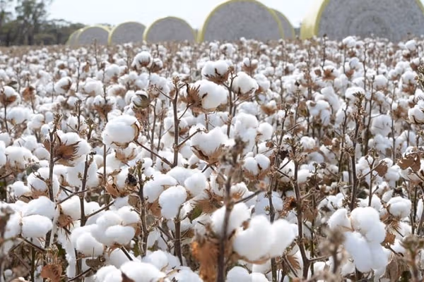 طالبان وایي سږ کال یې ۱۵۸ زره مټریک ټنه د پنبې حاصل ترلاسه کړی