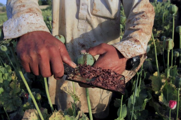 تنامي زراعة الخشخاش في باكستان يهدد بتحويلها إلى المصدر الأول للأفيون عالمياً