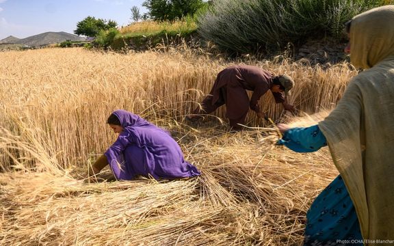 صلیب سرخ میگوید تغییرات اقلیمی در افغانستان ناامنی غذایی را تشدید خواهد کرد