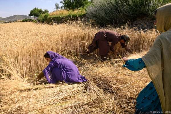 صلیب سرخ میگوید تغییرات اقلیمی در افغانستان ناامنی غذایی را تشدید خواهد کرد