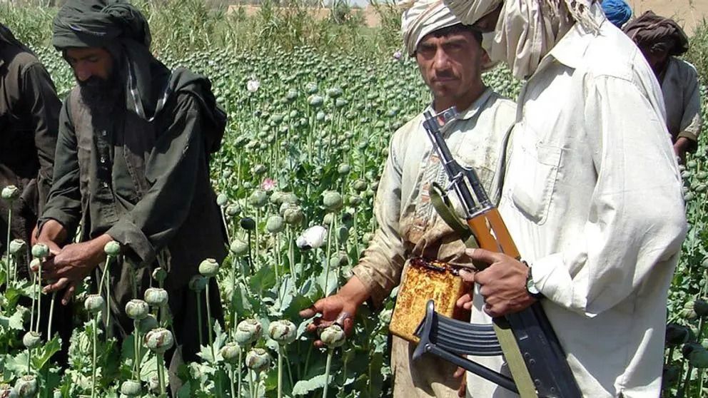 کمیته تحریم سازمان ملل: برخی از مقام‌های کلیدی طالبان در تولید و قاچاق مواد مخدر دست دارند