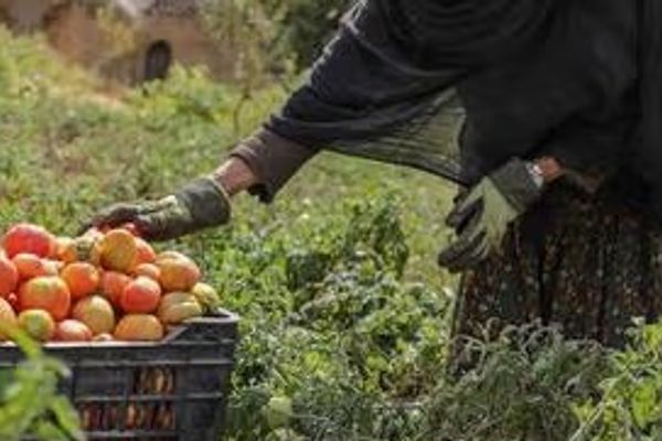 الأمم المتحدة تُطلق مشروع "مستدام" لدعم العائدين والنازحين الأفغان