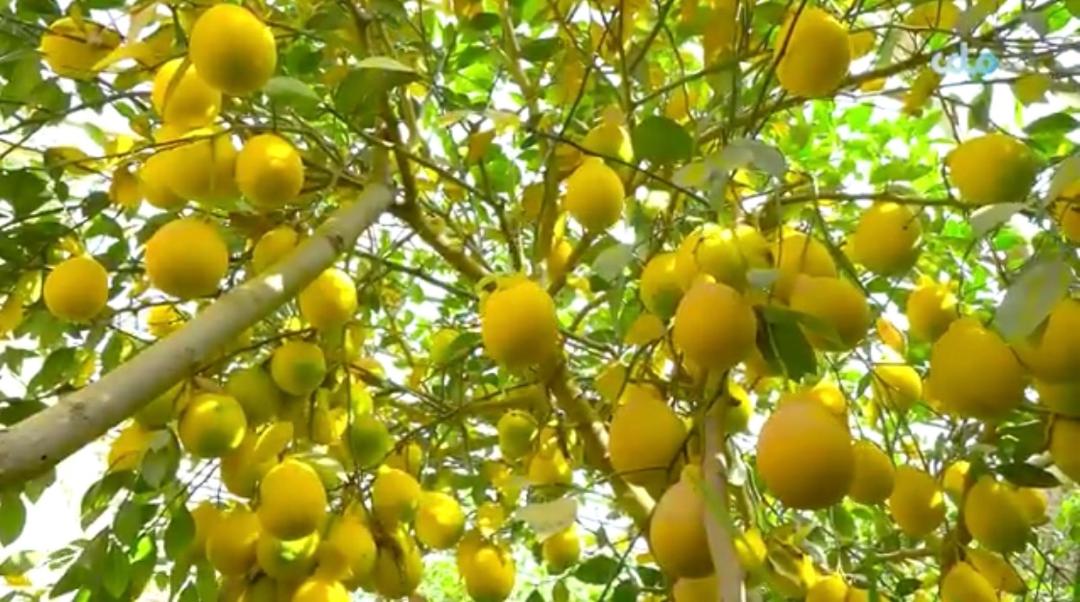 په تخار کې د لیمو په حاصلاتو کې زیاتوالی راغلی