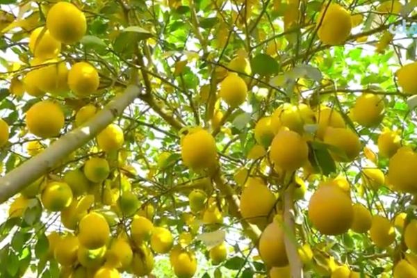 په تخار کې د لیمو په حاصلاتو کې زیاتوالی راغلی