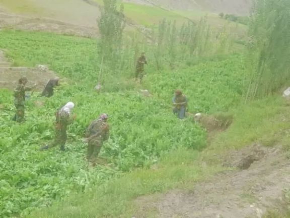 منابع محلی: صدها نیروی طالبان کشتزارهای خشخاش در ولسوالی ارگو را تخریب میکنند