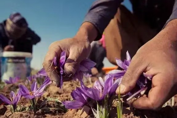 روان کال؛ له افغانستان نه شاوخوا ٢٢ ټنه زعفران بهر ته صادر شوي دي