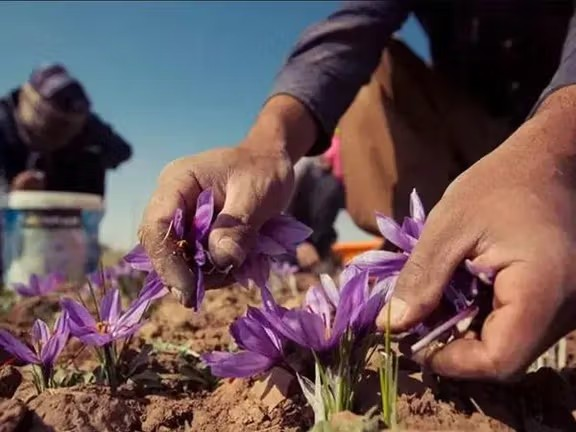 روان کال؛ له افغانستان نه شاوخوا ٢٢ ټنه زعفران بهر ته صادر شوي دي