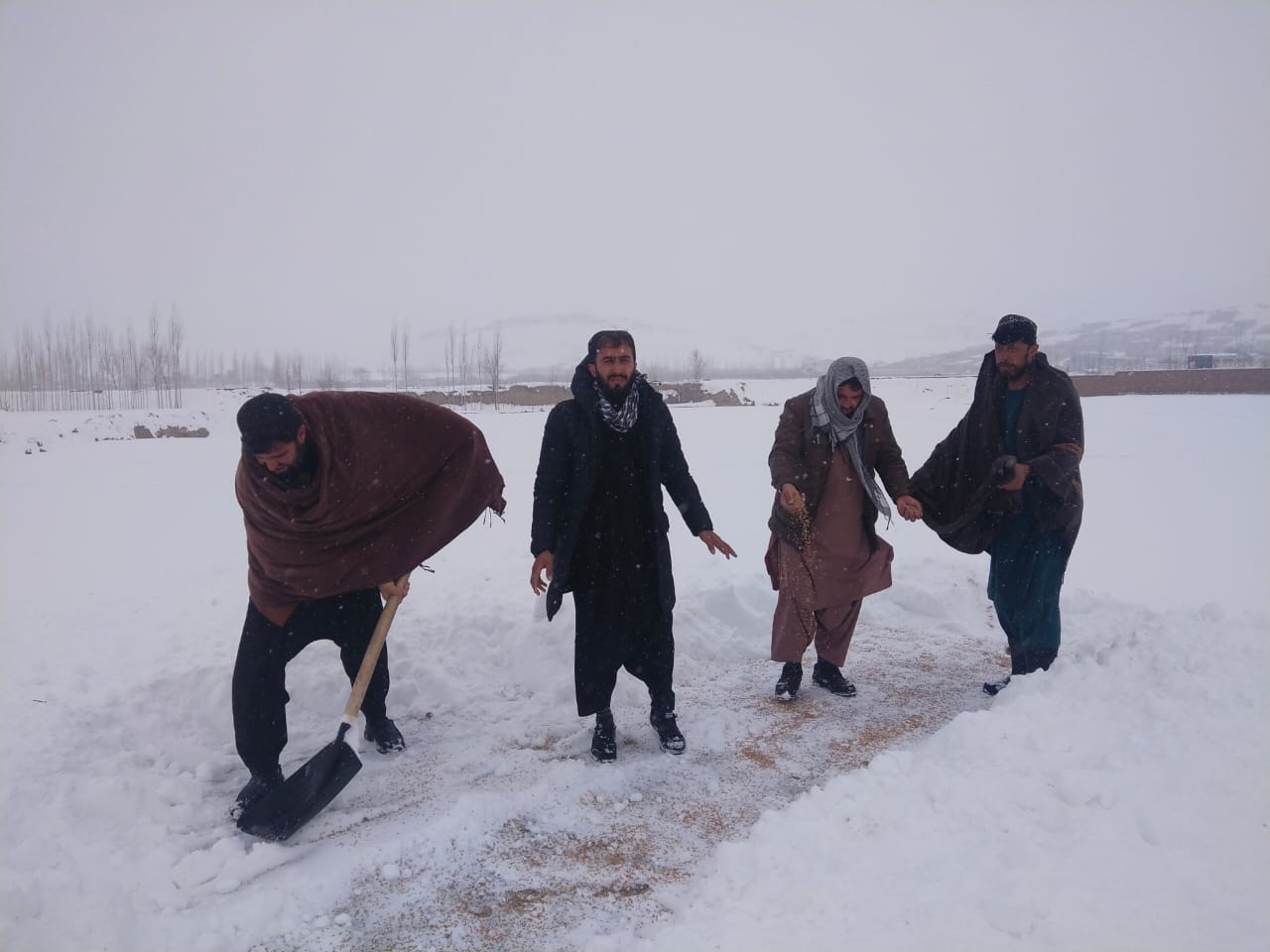 په میدان وردګ کې طالبانو مرغانو ته د دانو شیندلو کمپاین پیل کړی