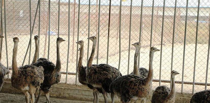 ایران به افغانستان شترمرغ صادر می‌کند