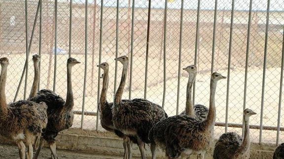 ایران به افغانستان شترمرغ صادر میکند