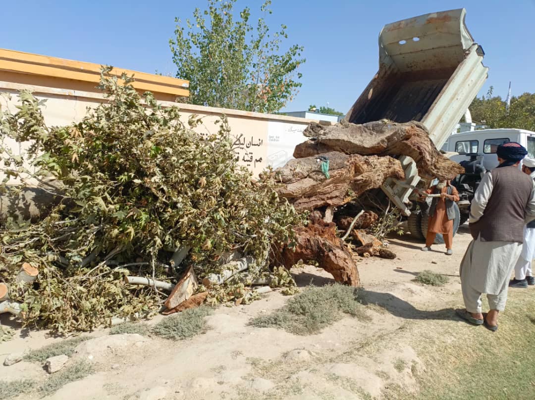 طالبان یک درخت کهن‌سال را در سرپل به دلیل ترویج 'خرافات و فساد عقاید' از ریشه قطع کرد