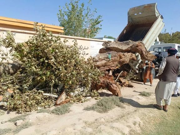 طالبان یک درخت کهنسال را در سرپل به دلیل ترویج 'خرافات و فساد عقاید' از ریشه قطع کرد