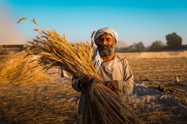 ملګري ملتونه: په افغانستان کې د باران کمښت د غنمو او څړځایونو لپاره ګواښ رامنځته کوي