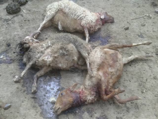  په بدخشان کې یوه واورین پړانګ د ځايي خلکو لسګونه څاروي داړلي دي