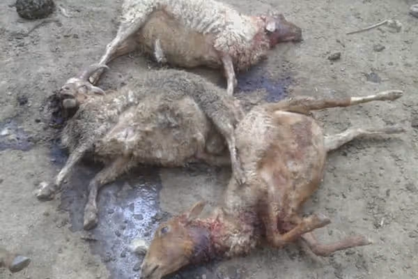 په بدخشان کې یوه واورین پړانګ د ځايي خلکو لسګونه څاروي داړلي دي