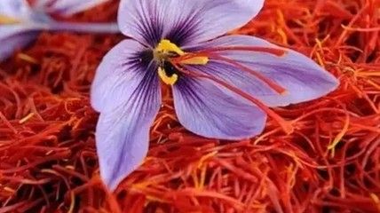 سازمان ملل از کشت زعفران در افغانستان حمایت می‌کند