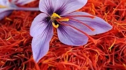 سازمان ملل از کشت زعفران در افغانستان حمایت میکند