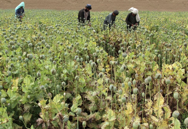 طالبان تعلن عن تشكيل «اللجنة العليا لمكافحة المخدرات» في قندهار