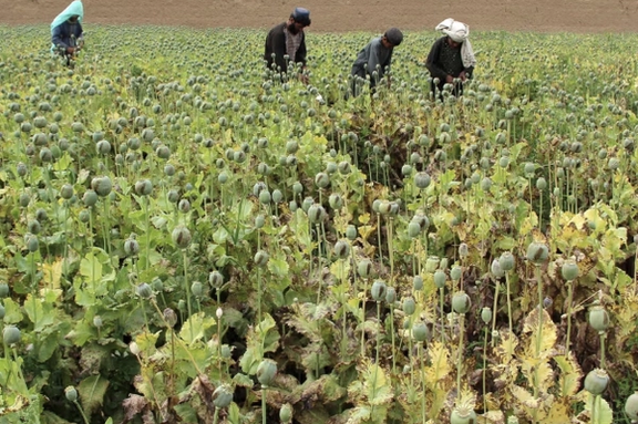 طالبان تعلن عن تشكيل «اللجنة العليا لمكافحة المخدرات» في قندهار