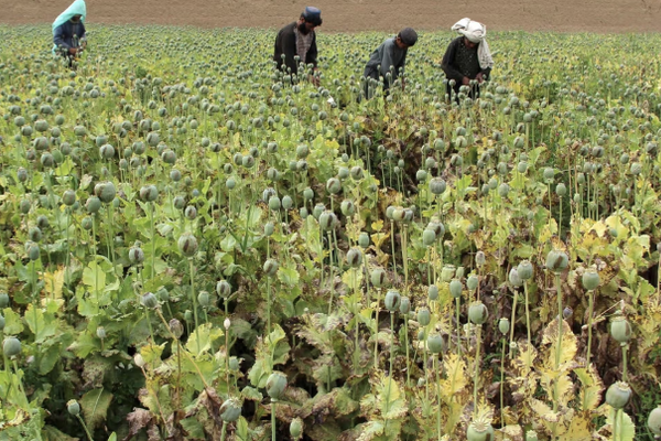 طالبان تعلن عن تشكيل «اللجنة العليا لمكافحة المخدرات» في قندهار