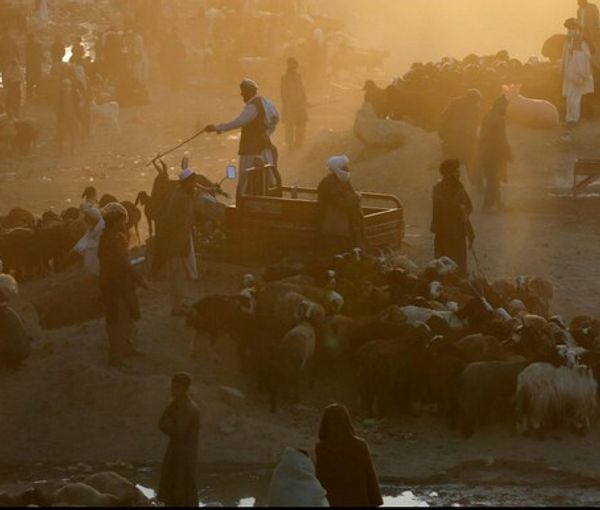 اداره صحت طالبان در هرات از فوت پنج نفر بر اثر ابتلا به 'تب کانگو' خبر داد