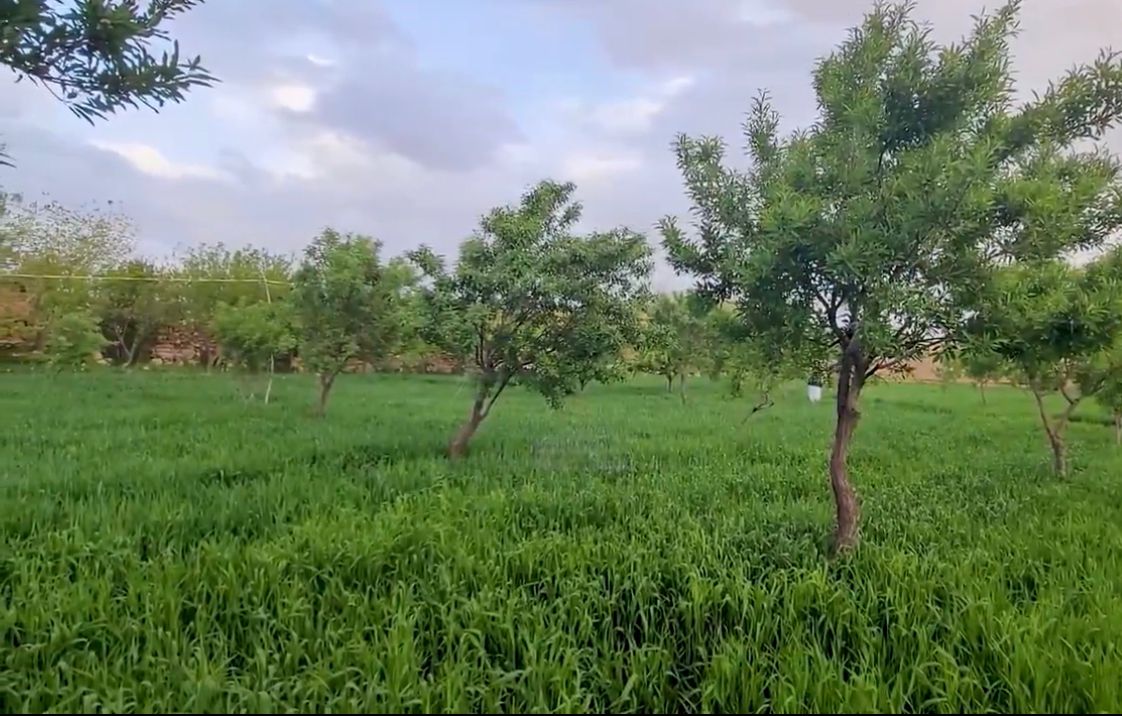 د اټکل له مخې؛ سږکال به په روزګان کې د نږدې ۲۴زره ټنه بادامو حاصلات ترلاسه شي