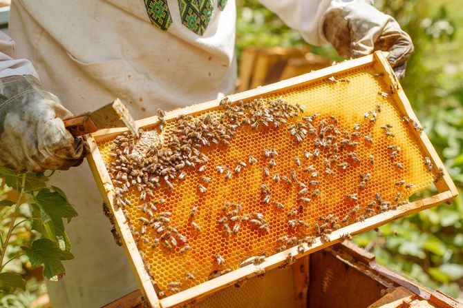په خیبرپښتونخوا کې اقلیمي بدلون د شاتو مچیو روزنه له ستونزو سره مخ کړې ده