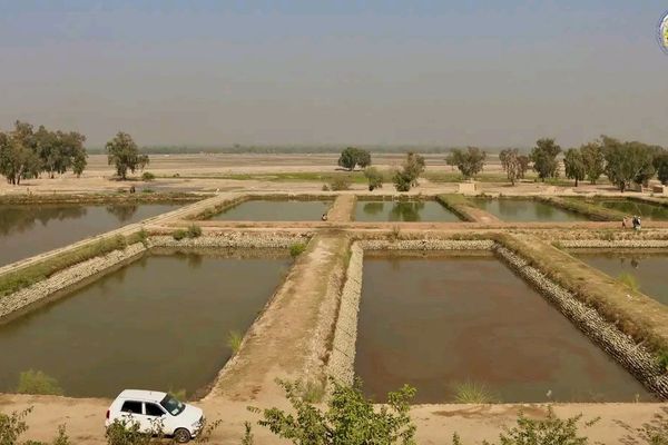 طالبان وایي چې د کبانو روزنې په سکټور کې شاوخوا ۱۲ زره کسان په کار بوخت دي