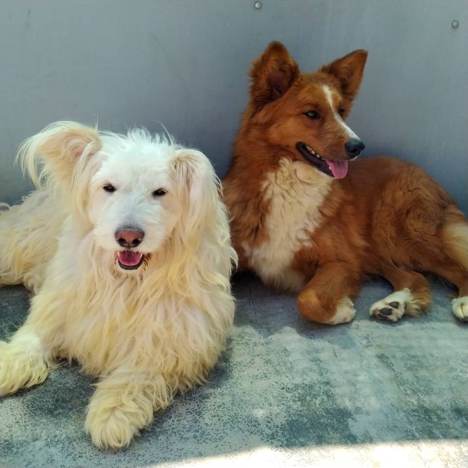 یک سازمان حامی حیوانات ۳۰۰ سگ و گربه را از کابل به امریکا می‌برد