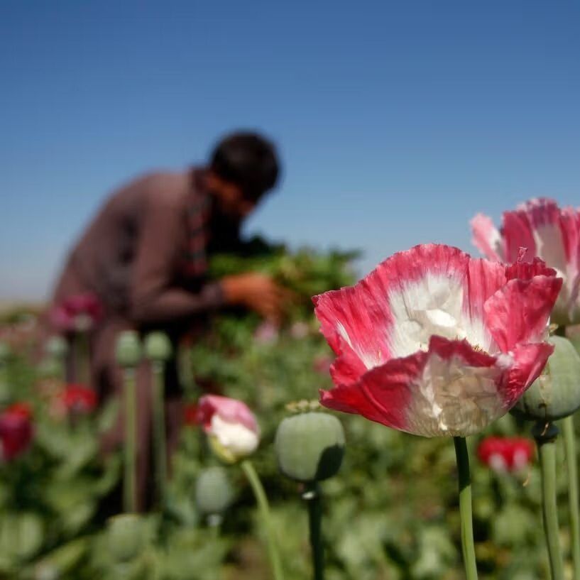 طالبان می‌گوید پارسال بیش از هزار کیلوگرام مواد مخدر را در غزنی کشف و ضبط کرده است