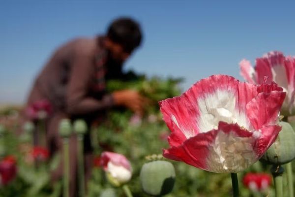 طالبان میگوید پارسال بیش از هزار کیلوگرام مواد مخدر را در غزنی کشف و ضبط کرده است
