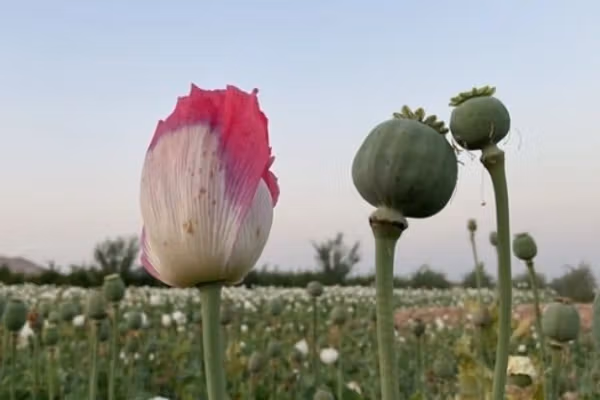 ترکیه: په افغانستان کې تولید شوي مخدر مواد د ترکیې له لارې اروپا ته لېږدول کېږي