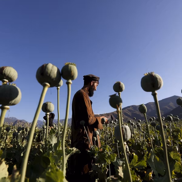سازمان ملل میگوید کشت کوکنار در افغانستان ۲۰ درصد نسبت به پارسال کاهش یافته است