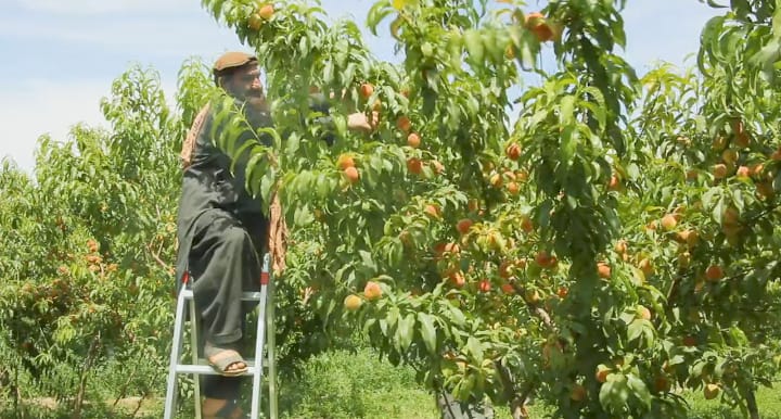 برنامه توسعه سازمان ملل از ایجاد بیش از دو هزار هکتار باغ و تاکستان در شش ولایت خبر داد