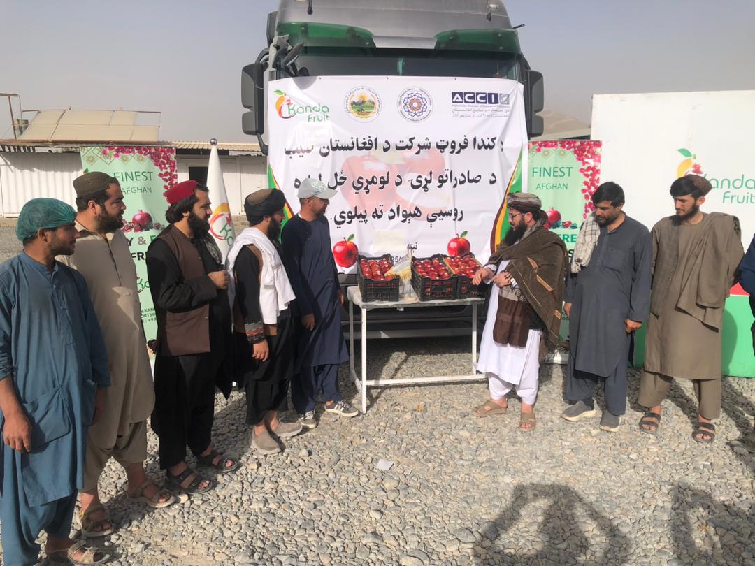 طالبان وايي یو خصوصي شرکت روسیې ته ۵۰ ټنه مڼې صادروي