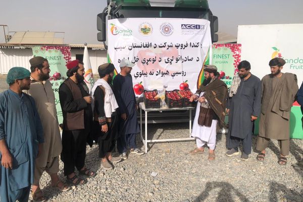 طالبان وايي یو خصوصي شرکت روسیې ته ۵۰ ټنه مڼې صادروي