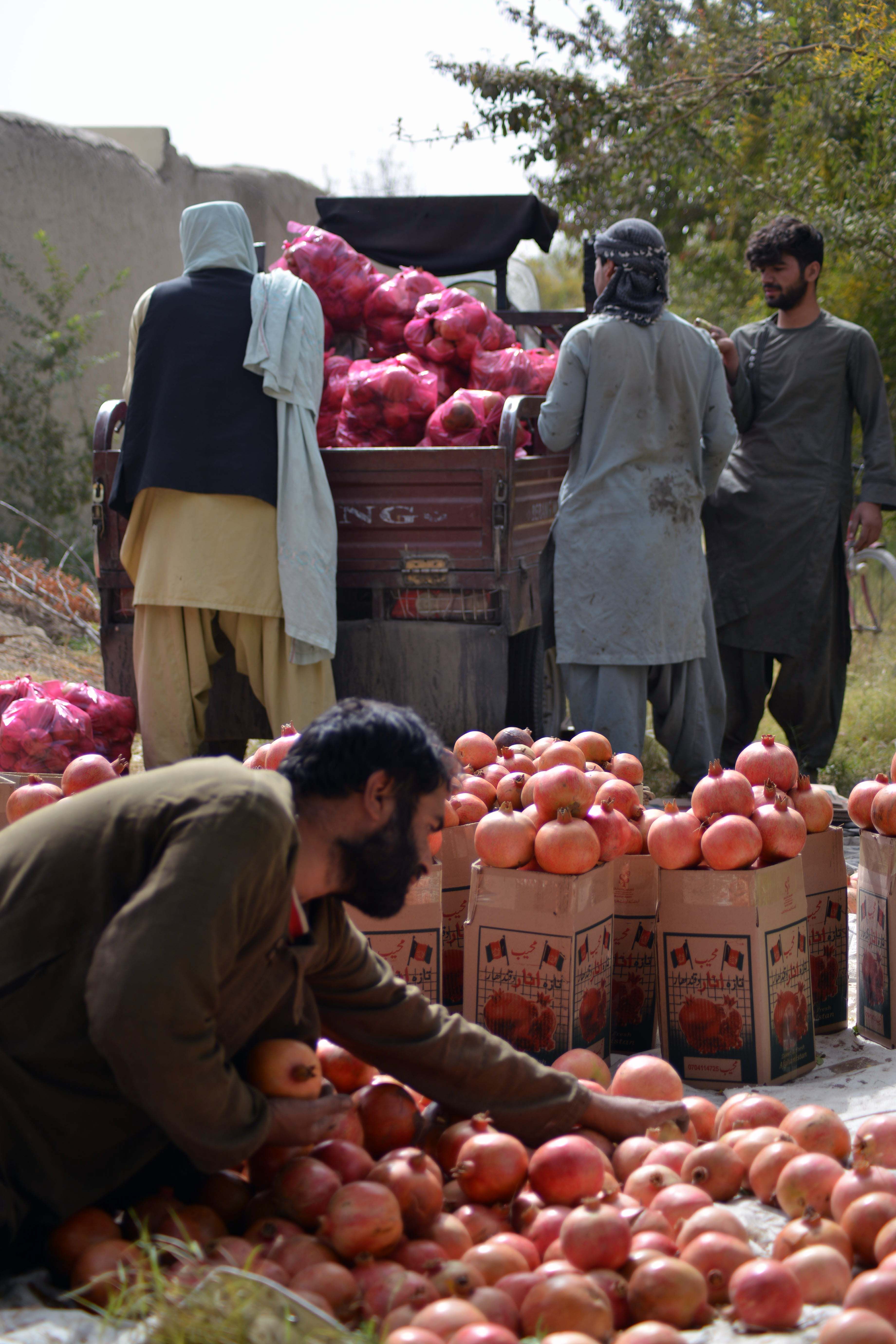 د کندهار انارو یو باغوان د خپلو حاصلاتو بسته بندي کوي