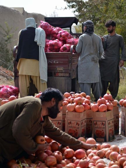 د کندهار انارو یو باغوان د خپلو حاصلاتو بسته بندي کوي