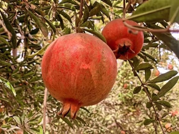 له کندهار نه ۲۳زره ټنه انار بهرنیو هېوادونو ته صادر شوي