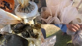 جنوب کې د بیو ناڅاپي لوړېدل؛ طالبان د تاریاکو په کښت او قاچاق کې پټه همکاري کوي