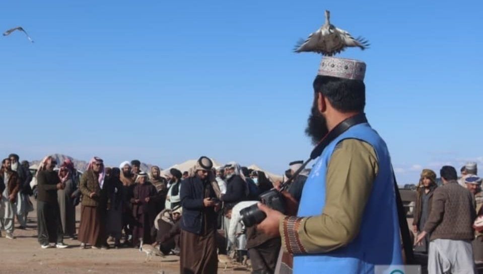 په فراه ولایت کې یوې بهرنۍ موسسې ۷۰۰ روزل شوي الوتونکي مرغان خوشي کړي