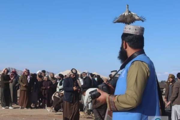 په فراه ولایت کې یوې بهرنۍ موسسې ۷۰۰ روزل شوي الوتونکي مرغان خوشي کړي