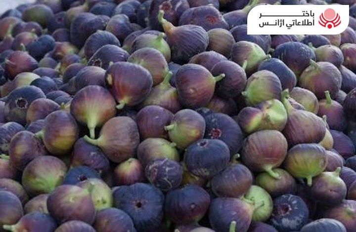 طالبان از کاهش ۸۰ تا ۹۰ درصدی حاصلات انجیر در هرات خبر داد