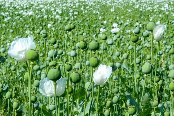 مقام پیشین ایران: بهای هر کیلوگرام تریاک به ۵۰۰ میلیون تومان رسیده است